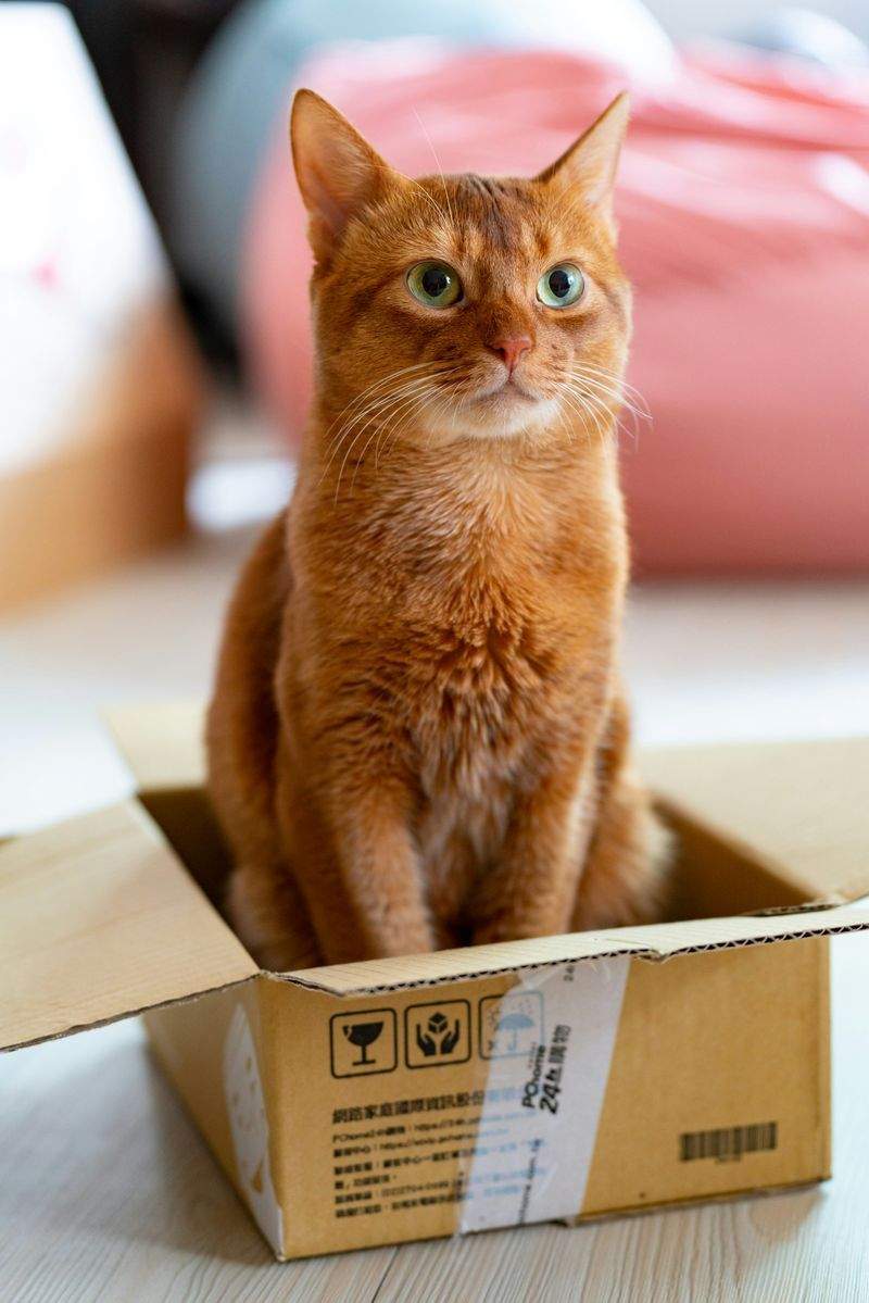 春の換毛期に備える、猫のブラッシング習慣