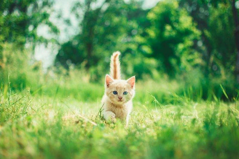 留守番が長い日に気をつけたい、猫の快適な過ごし方