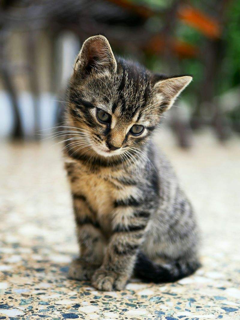 初めてのキャットシッター利用前に確認したいこと