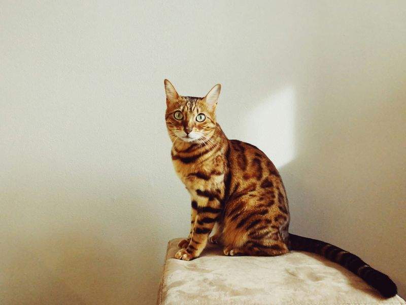 ねこライフ・ケア東京 10