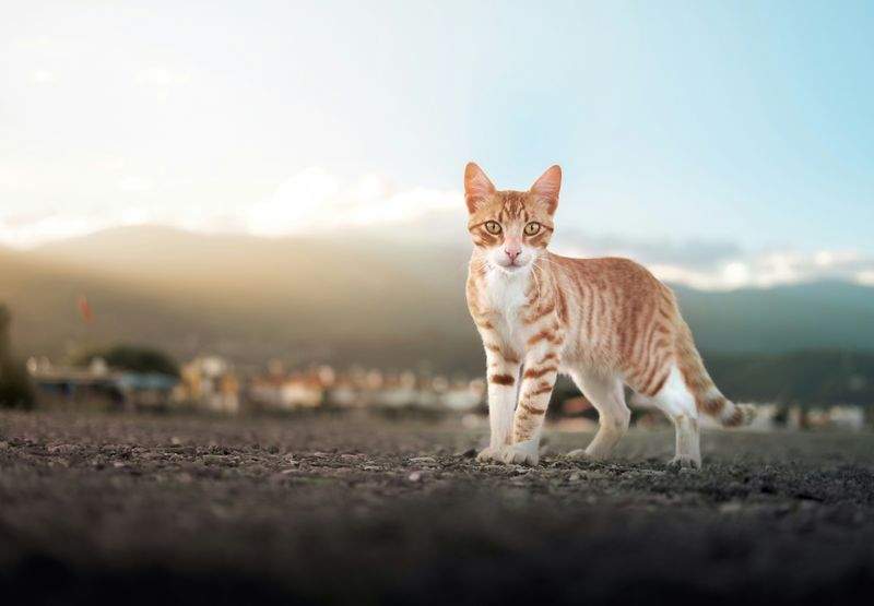 ねこライフ・ケア東京 11