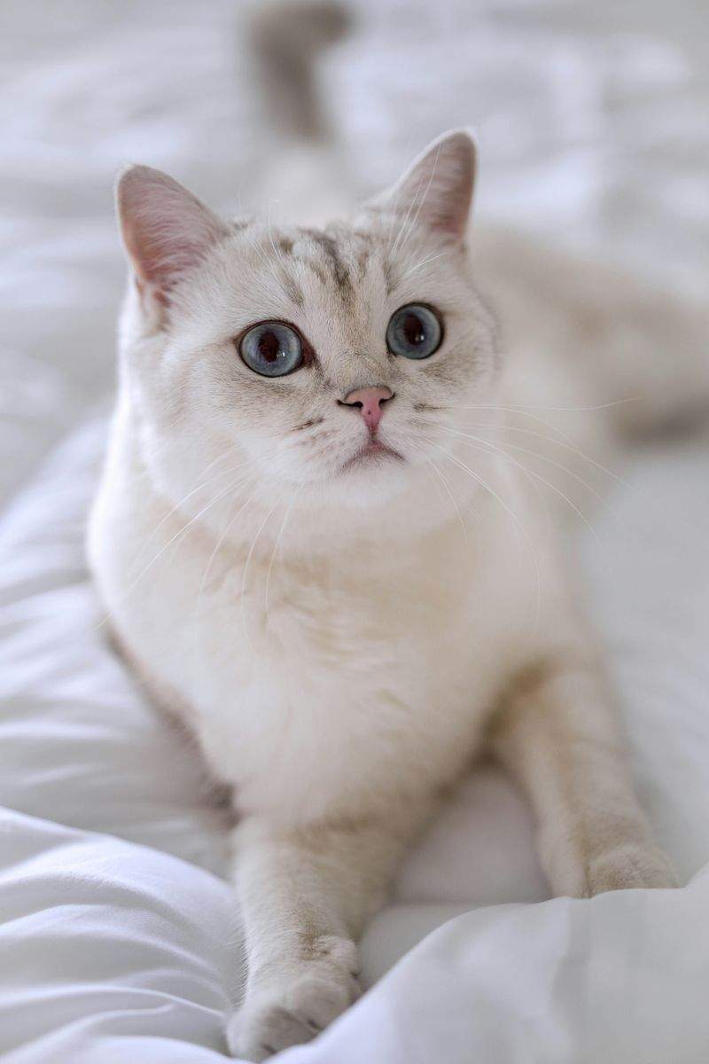 ねこライフ・ケア東京 2