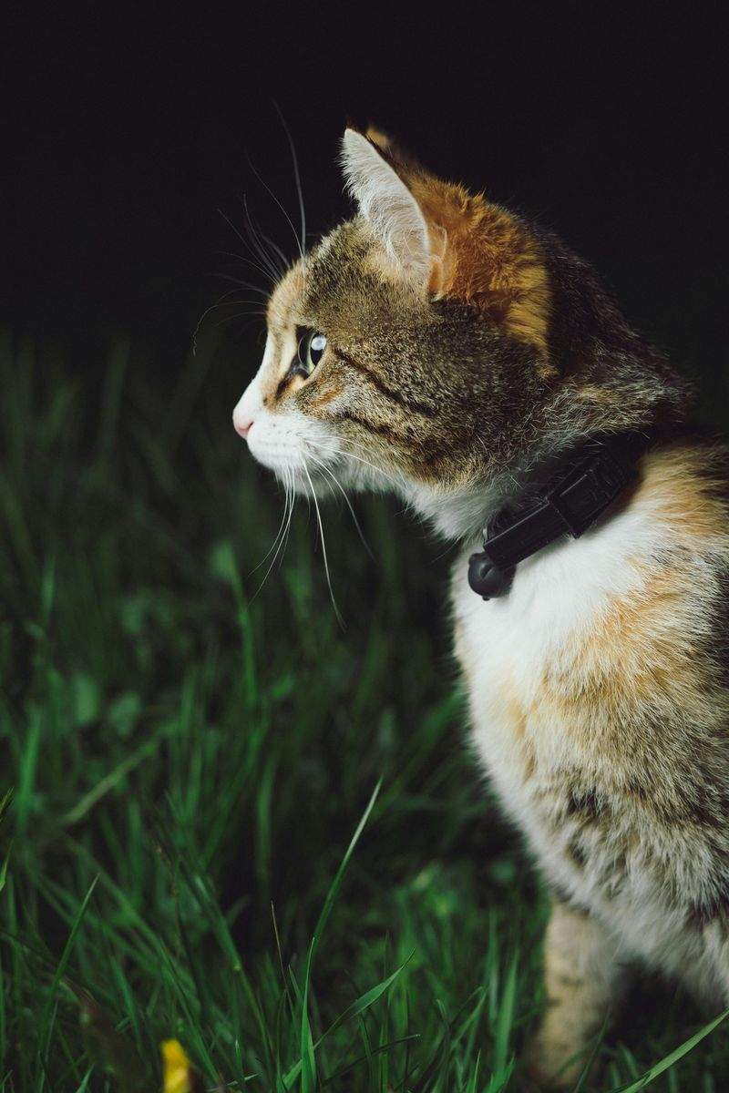 猫専用一時預かり