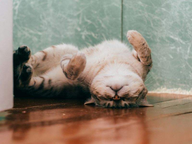 猫用品のセレクト販売